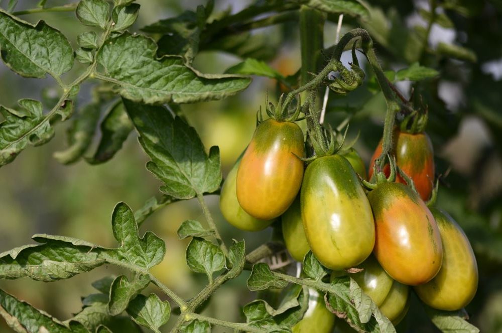 Top départ pour le défi alimentation « Fées maison » !