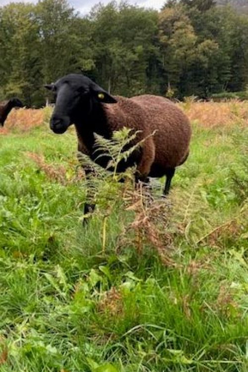 La Transhumance au bord de Semoy