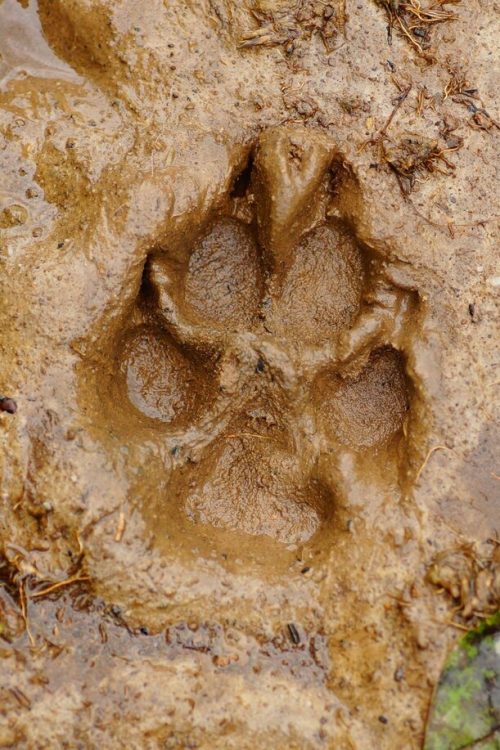 Sur les traces des mammifères de nos forêts